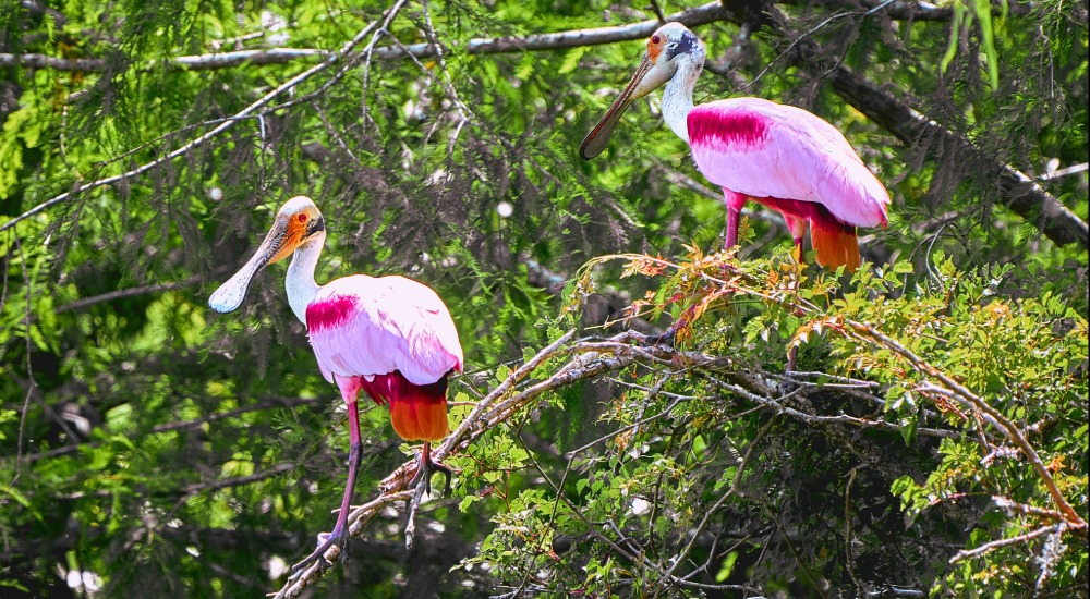 spoonbills on tree limb