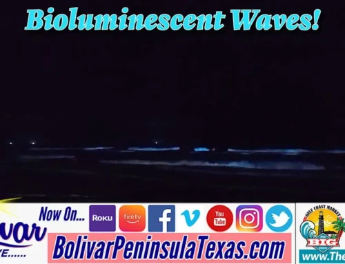Bioluminescent Waves Along Parts Of Bolivar Peninsula Two Nights.