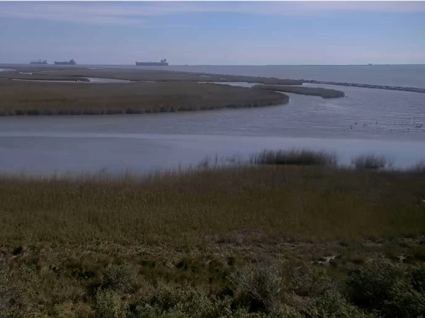 Houston Audubon Bolivar Flats Live webcam