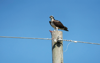 Osprey On telephone pole looking at camera