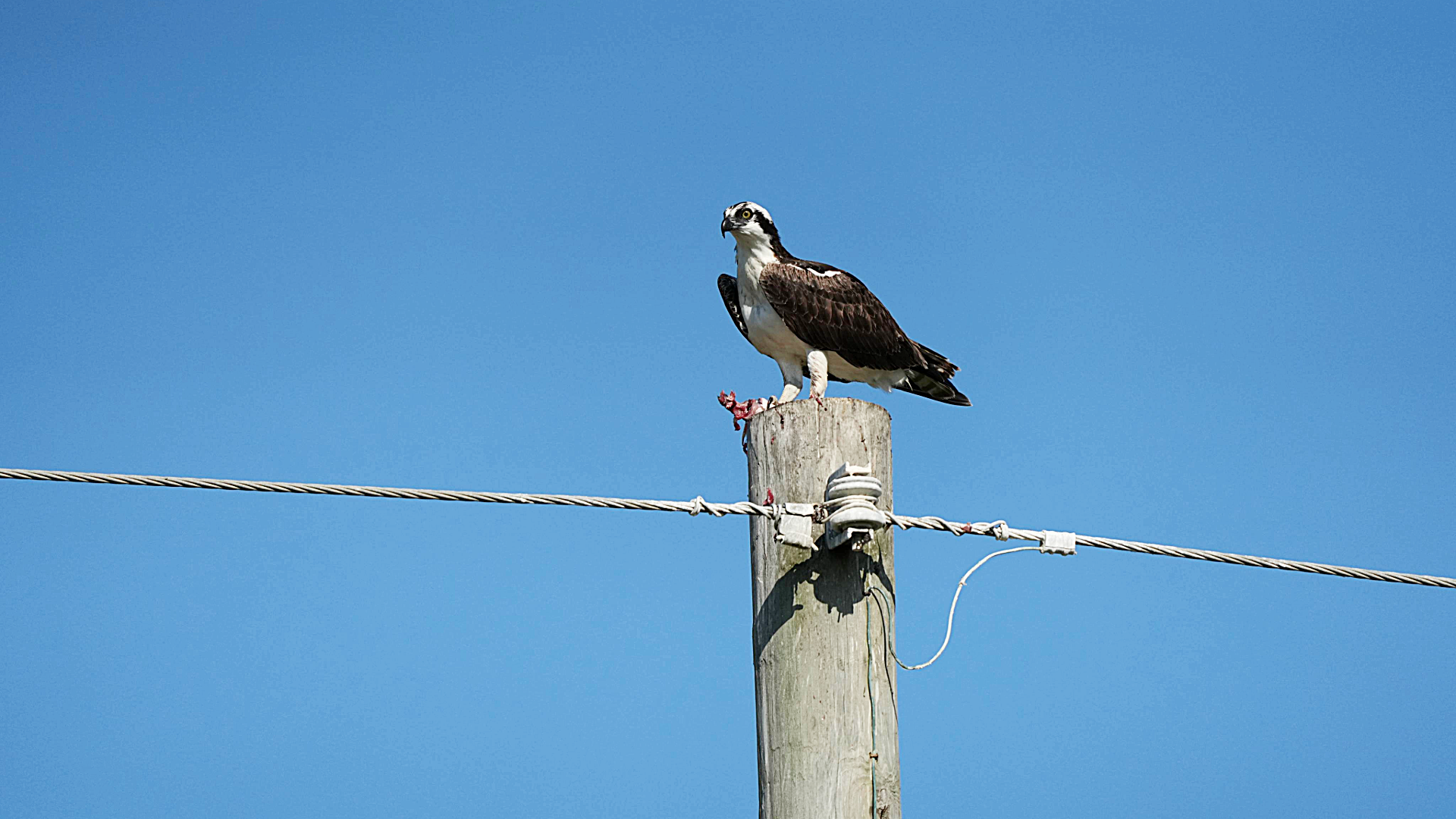 Osprey On telephone pole looking at camera