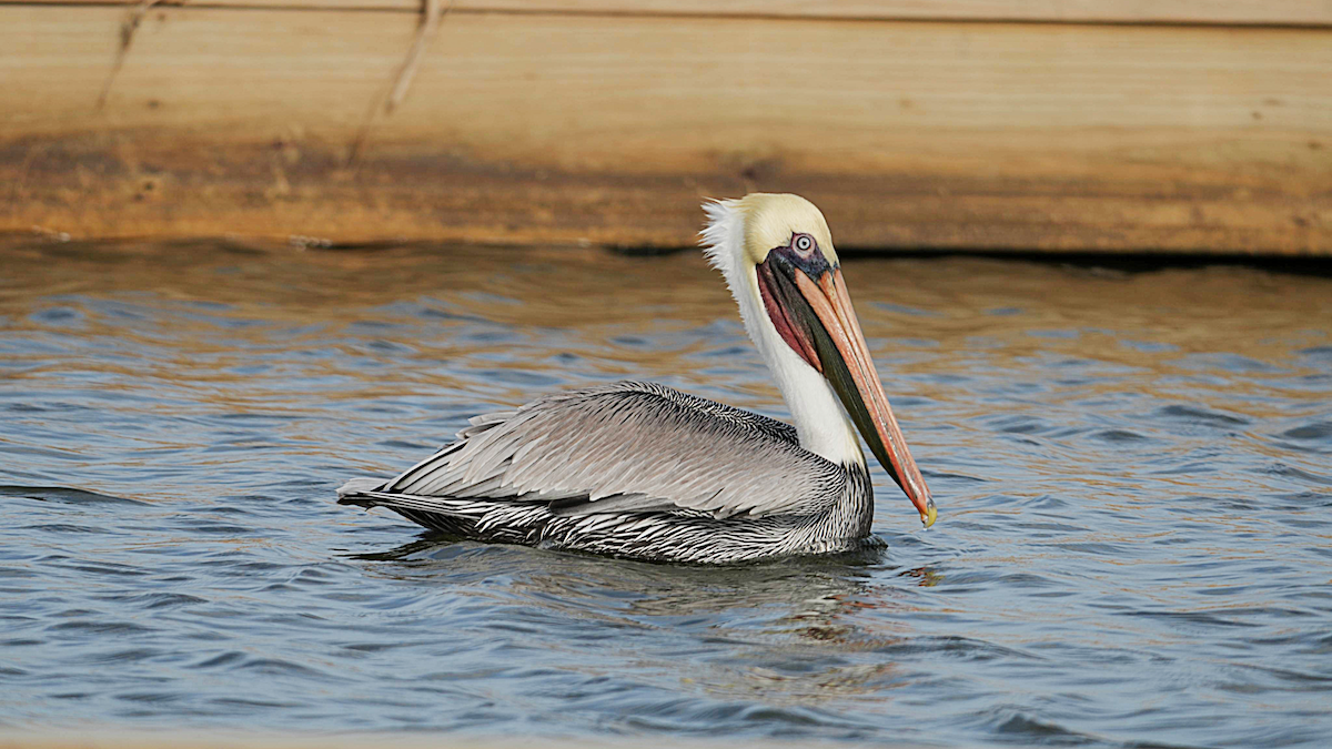 Brown Pelican swimming along shoreline
