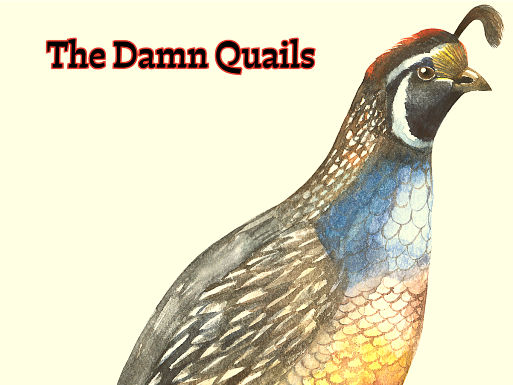 The Damn Quails Musician - Bolivar Peninsula Texas Tourism Vacations and Events