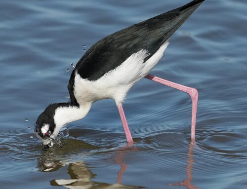 The Ultimate Guide to Birding on Bolivar Peninsula and Southeast Texas