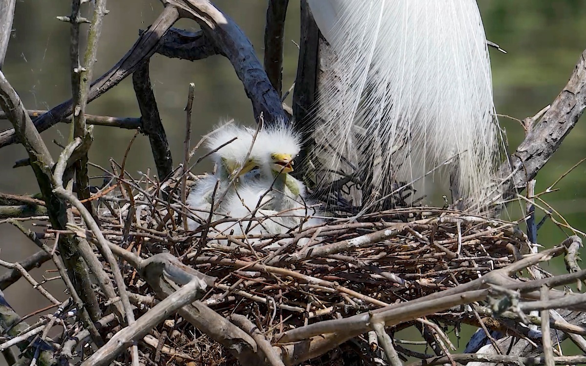 Chicks At The Rookery High Island Texas