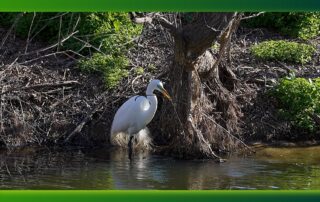 Egret at waters edge
