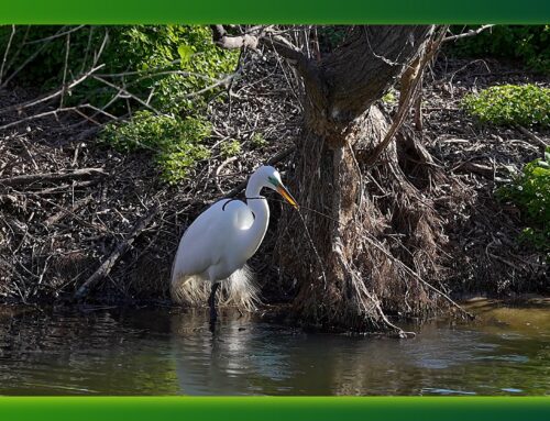 Sunday Funday – My Morning At The Rookery In High Island Texas