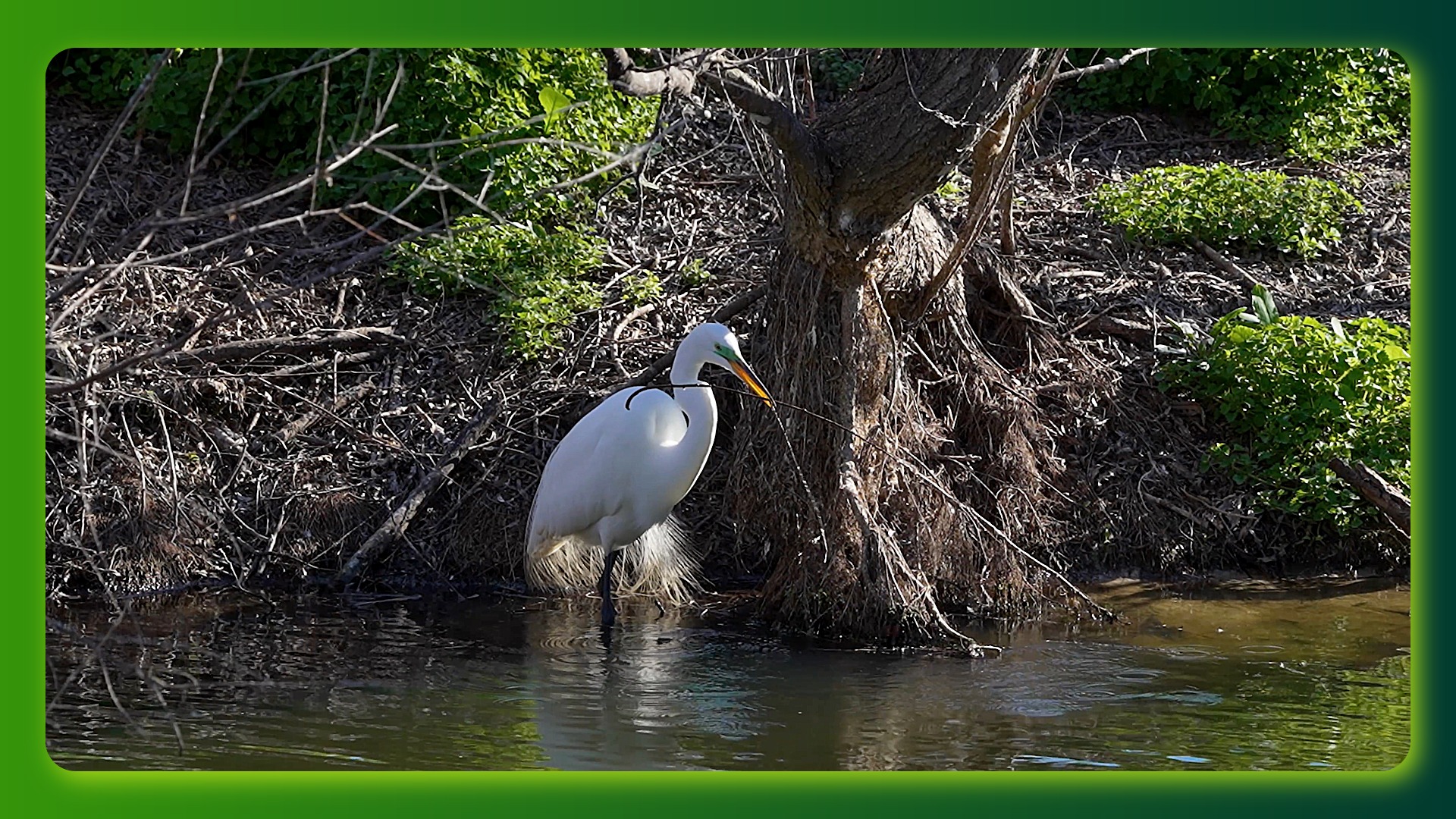 Egret at waters edge