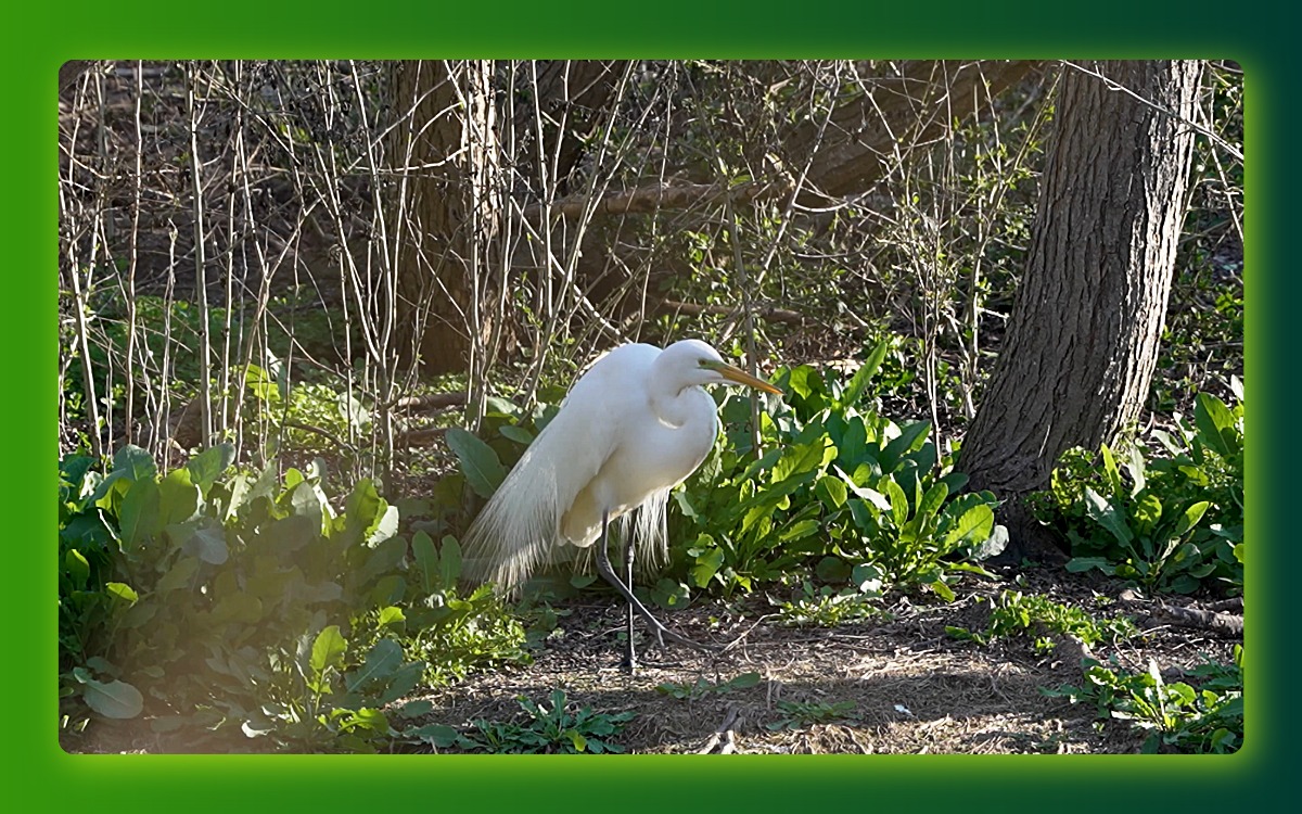 Egret in trees