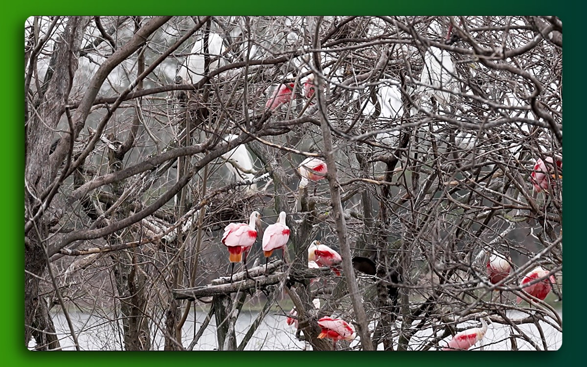 Group Of Reseata Spoon Bills in trees