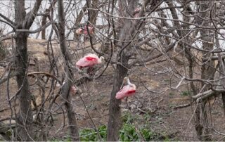 Roseata Spoon Bill In Tree