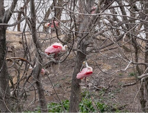 My Trip To The The Rookery at High Island: A Birdwatcher’s Paradise, February 26, 2026