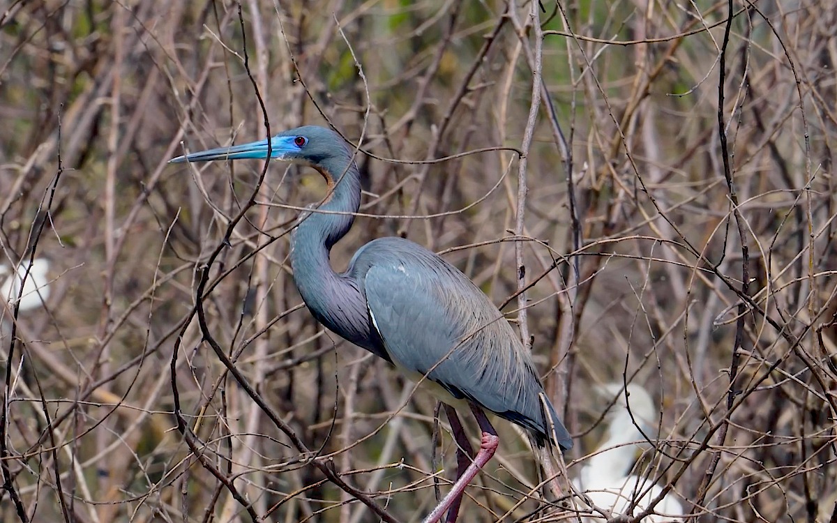 Texas Coastal Birding Trail