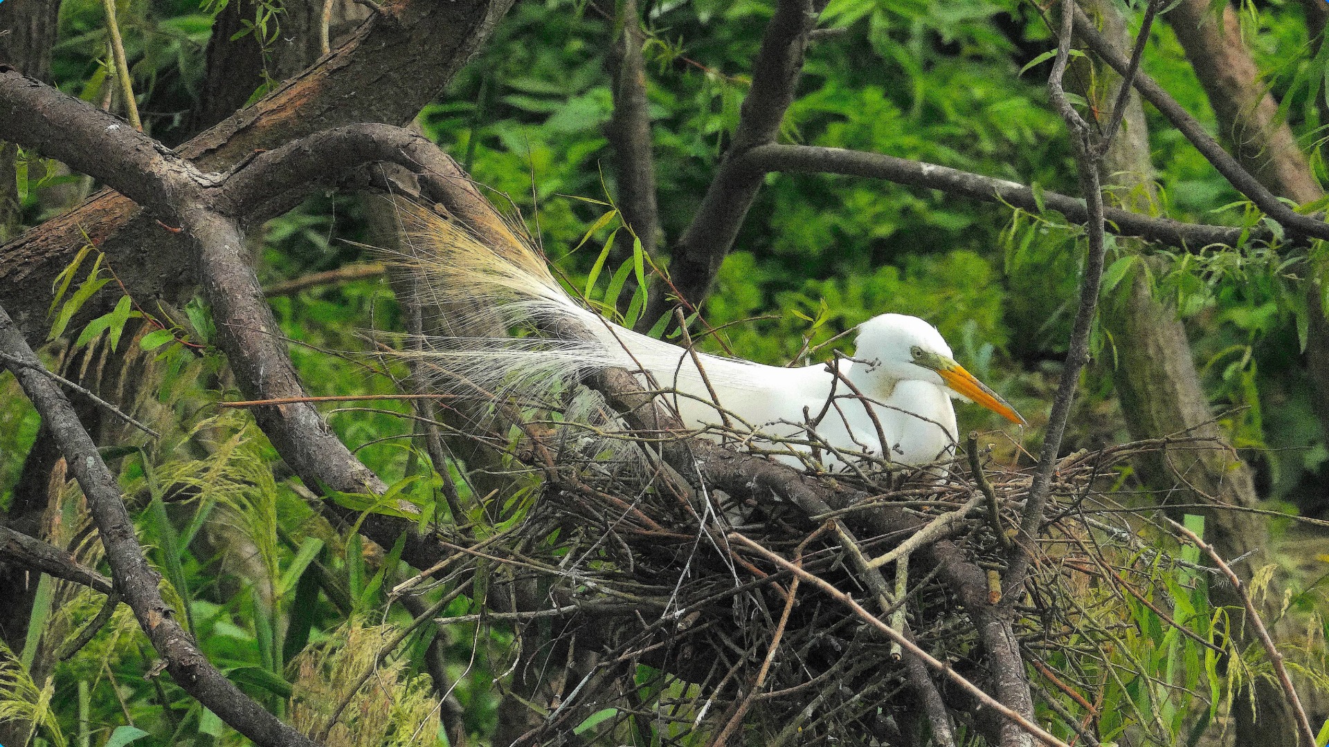 Bird Setting On Nest