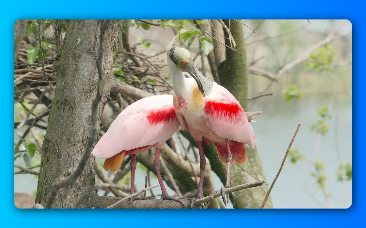 Spoon Bills in Trees