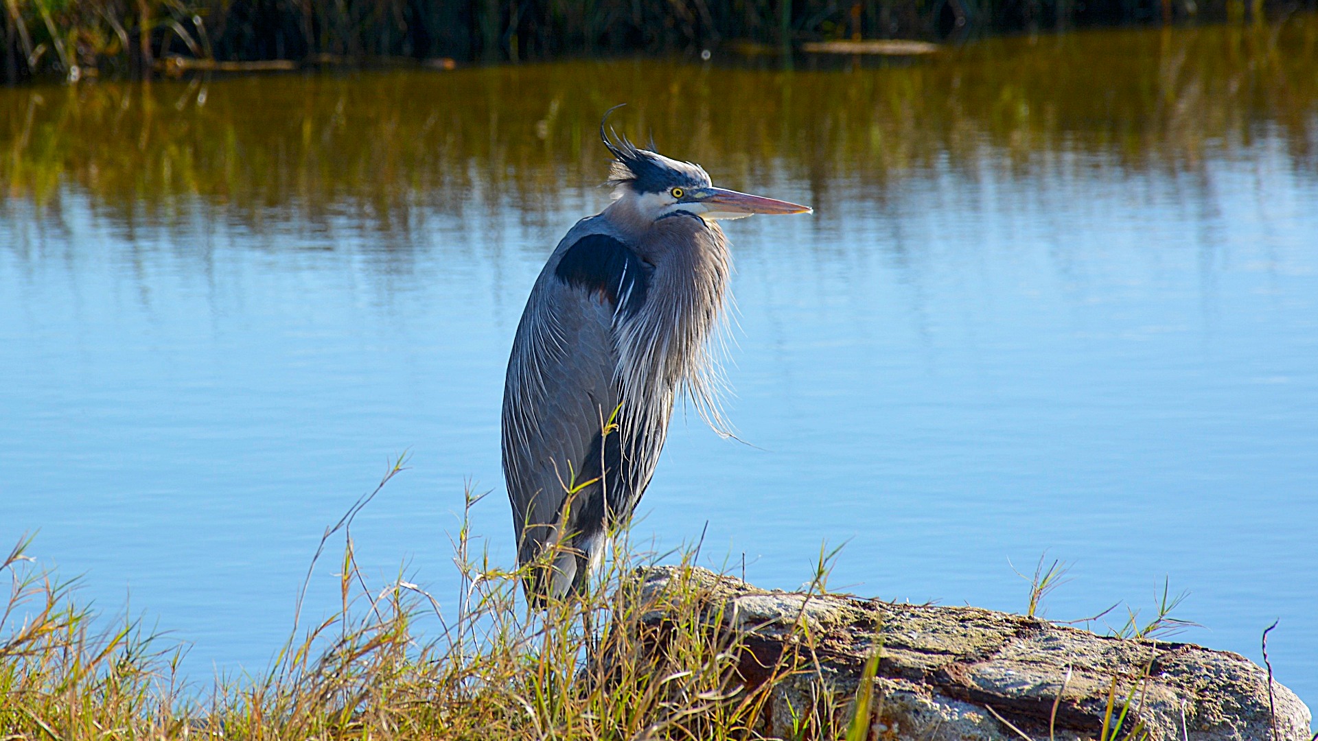 blue haron onrock at marsh edge