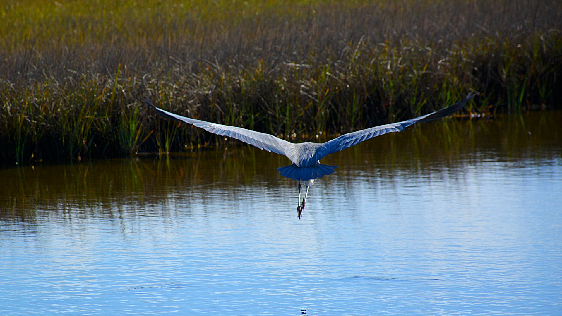 flying blue haron over marsh pond
