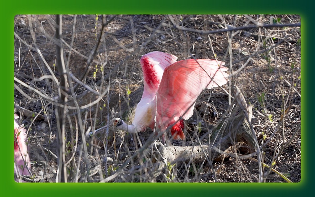 spoonbill with wings out