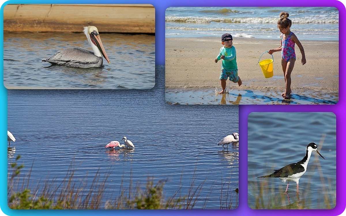 views from around Bolivar Peninsula, Birds and kids