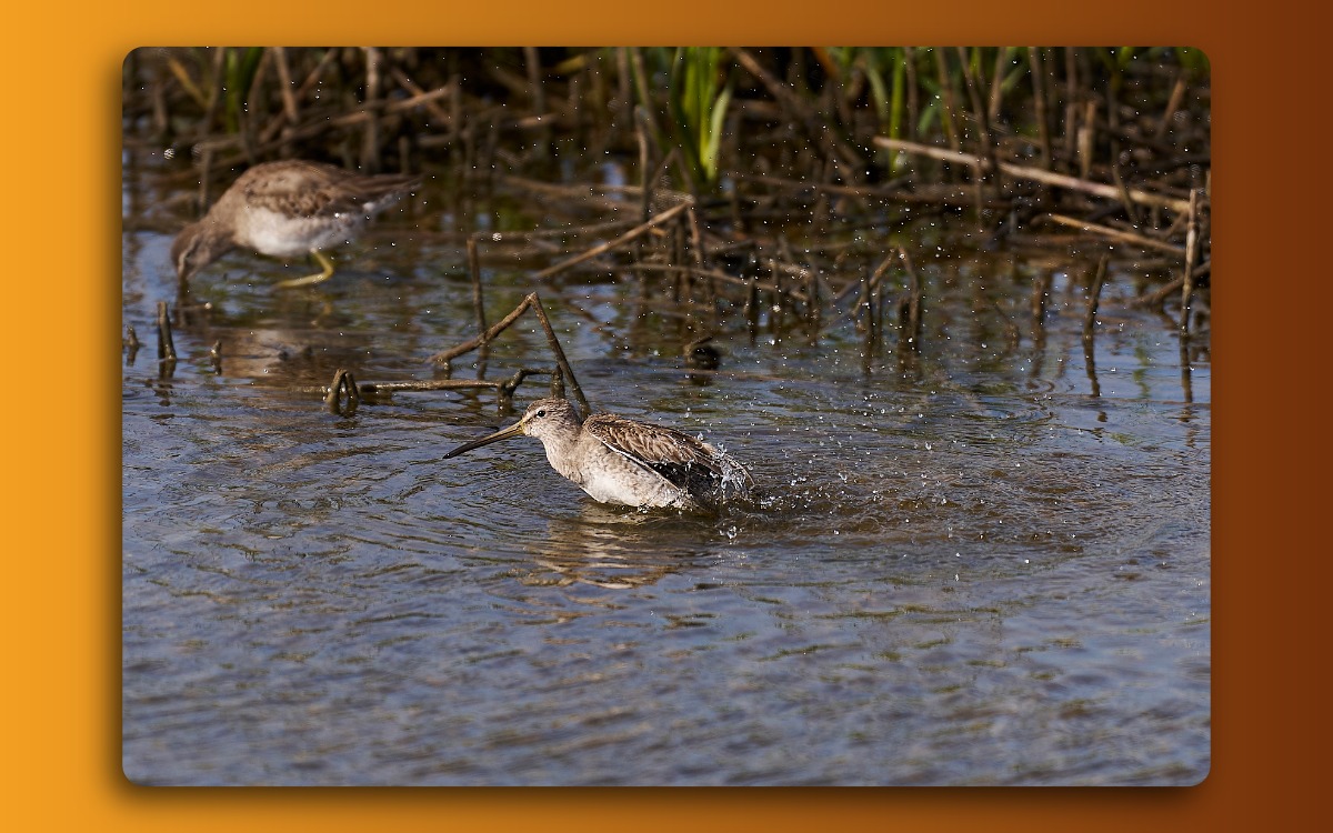 Bird bathing in marsh pond