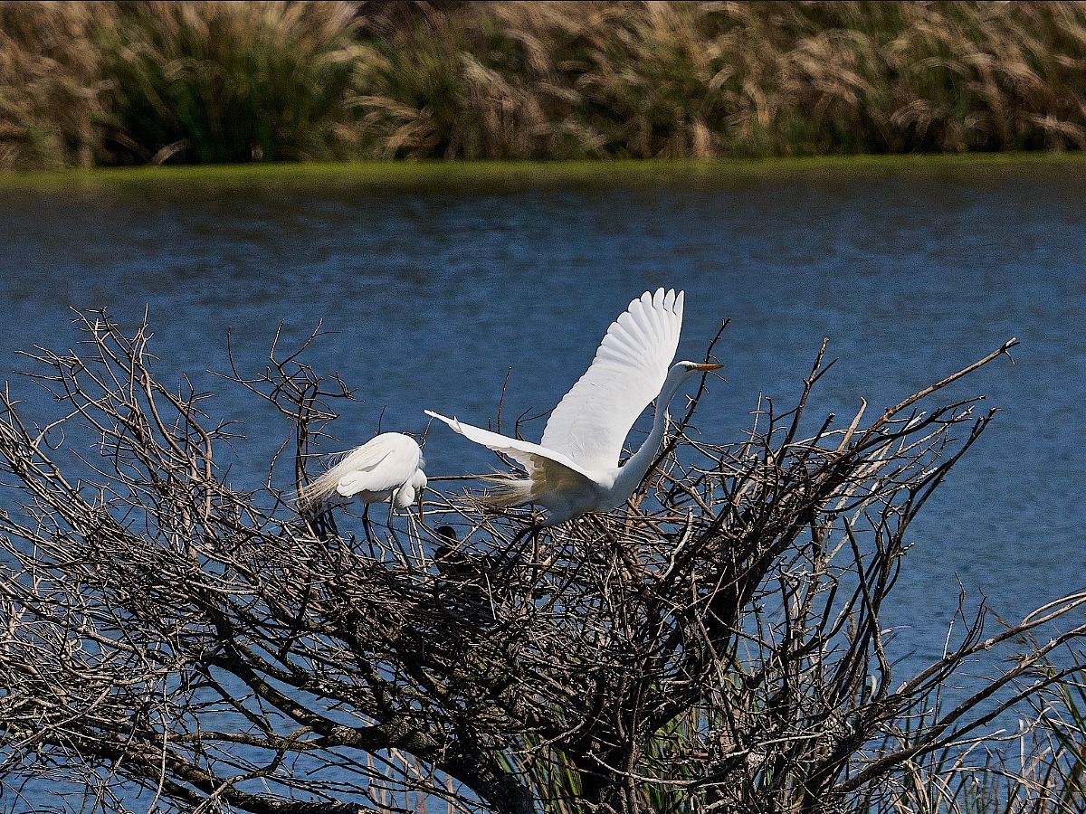 Birds in nest at Rookery in High Island Texas