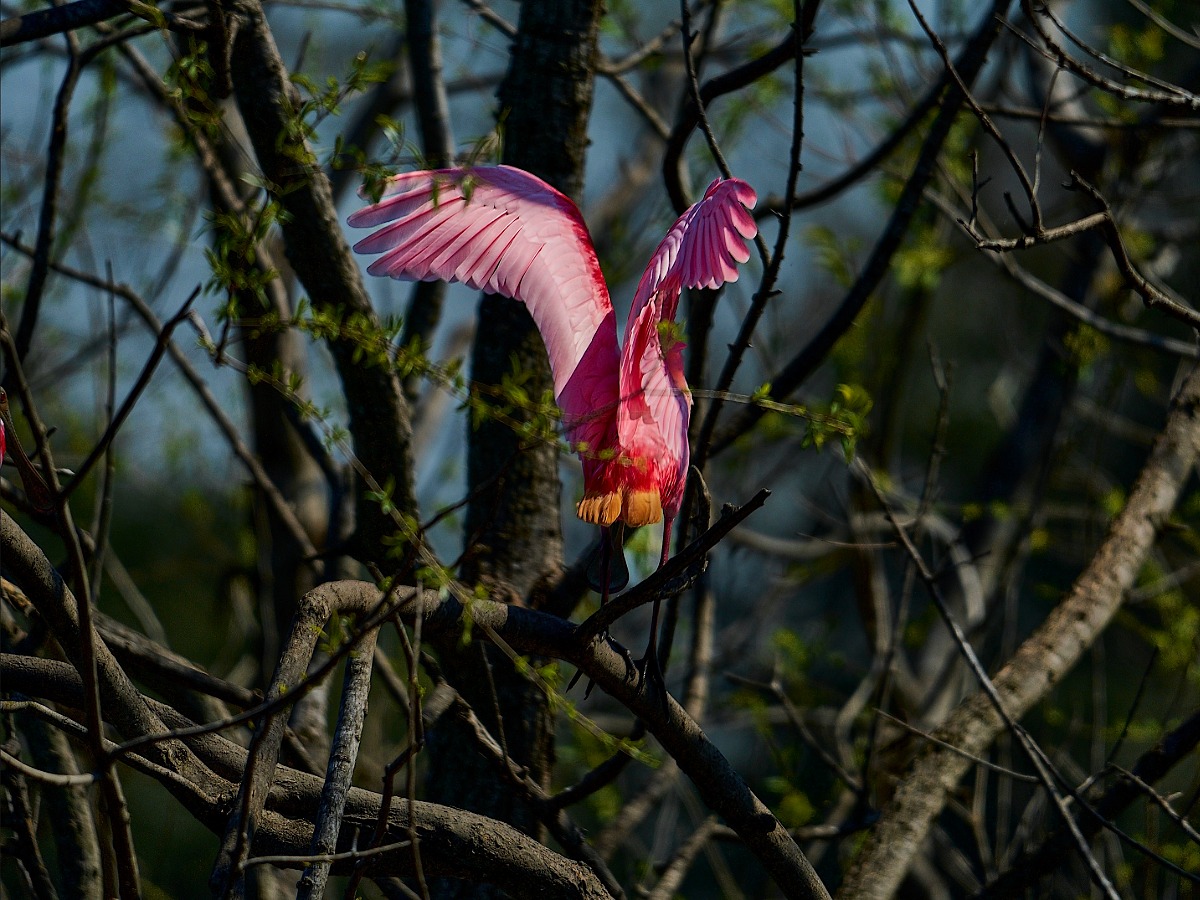 Spoonbill Landing in Tree