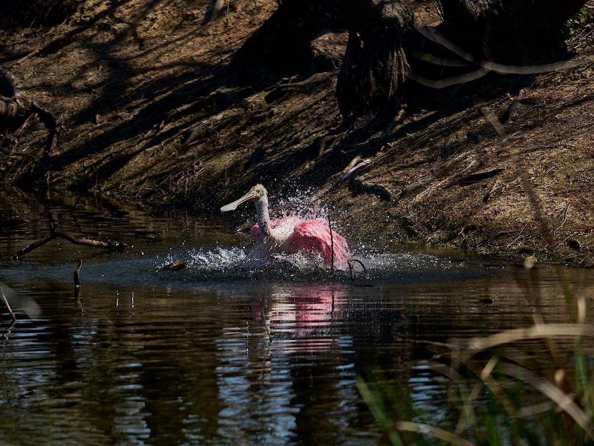 Spoonbill bathing in water