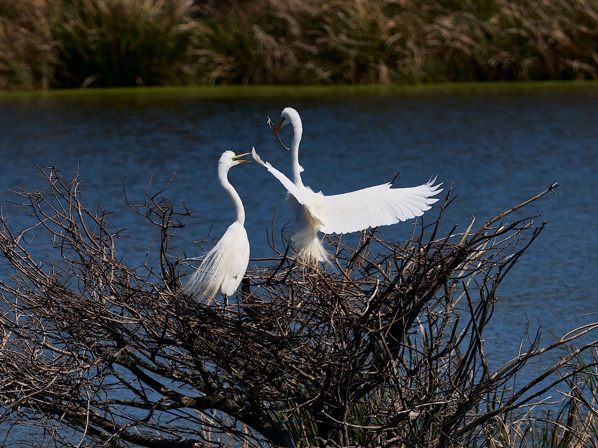 Birds building nest at Rookery in High Island Texas