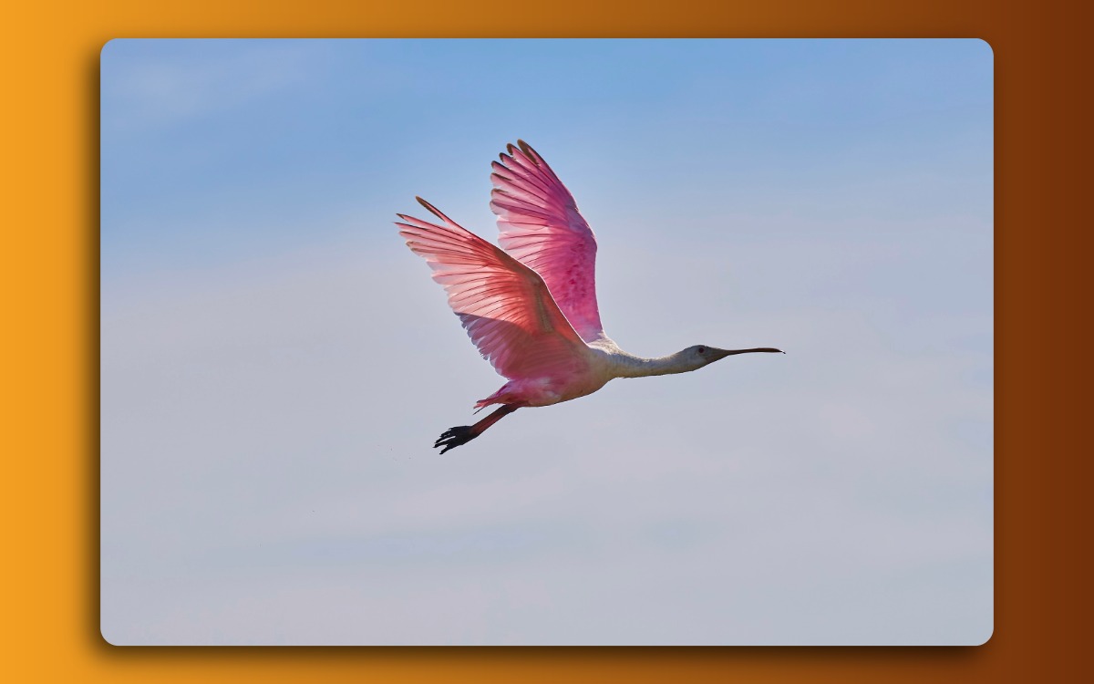Roseate Spoonbill flying sky background