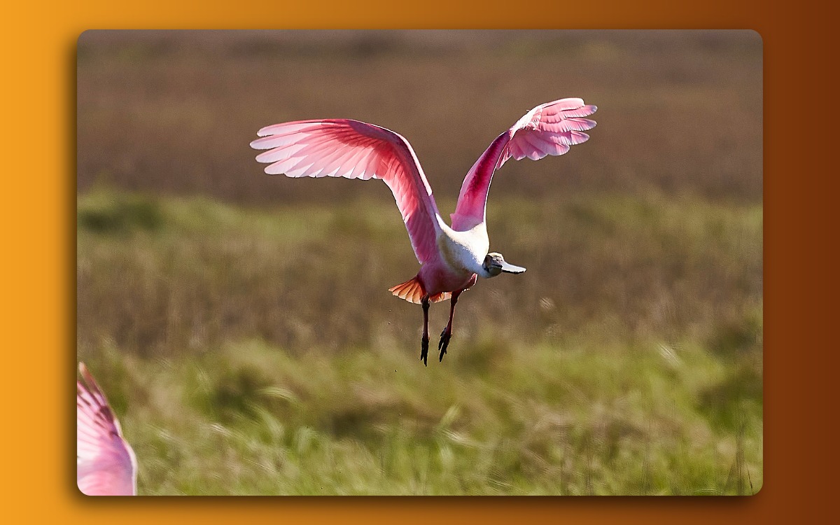 Roseate Spoonbill taking off from marsh pond