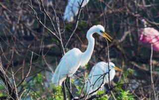 Bird in tree on branch