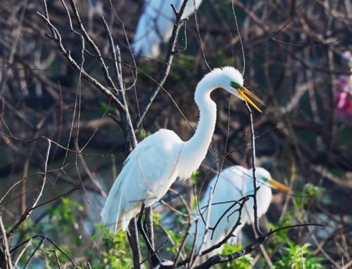 Sunday Funday at the High Island Rookery – Birding On Bolivar Peninsula March 1, 2026