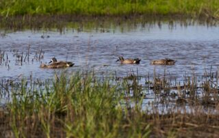 Teal Swiming In Marsh Pond