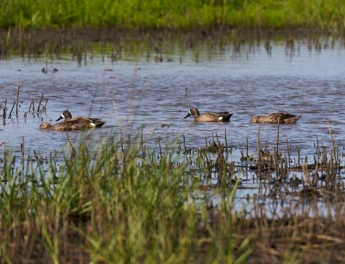 Spring Bird Migration on Bolivar Peninsula: A Photographer’s Dream from High Island to Port Bolivar, Texas