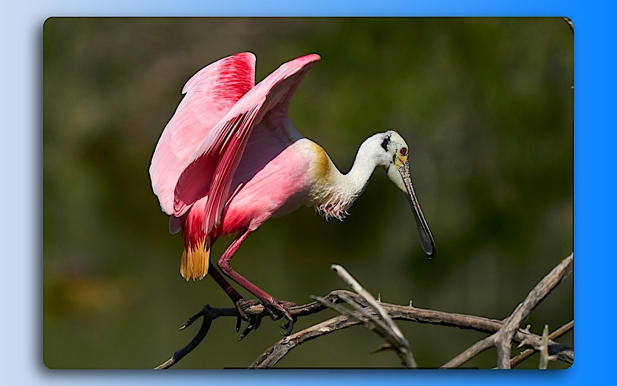 Reseata In Tree Landing