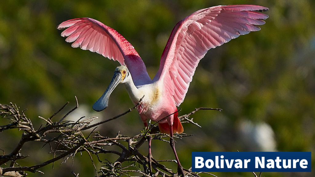 Birding locations on Bolivar Peninsula