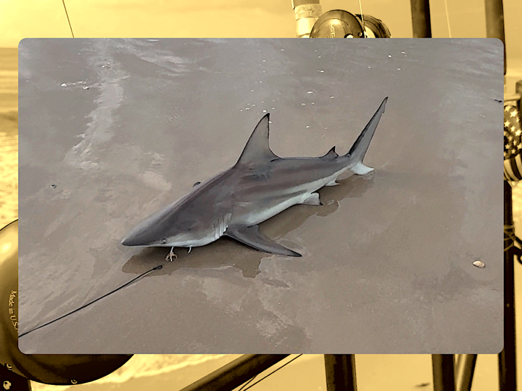 Beachfront Shark Tournament Bolivar Peninsula