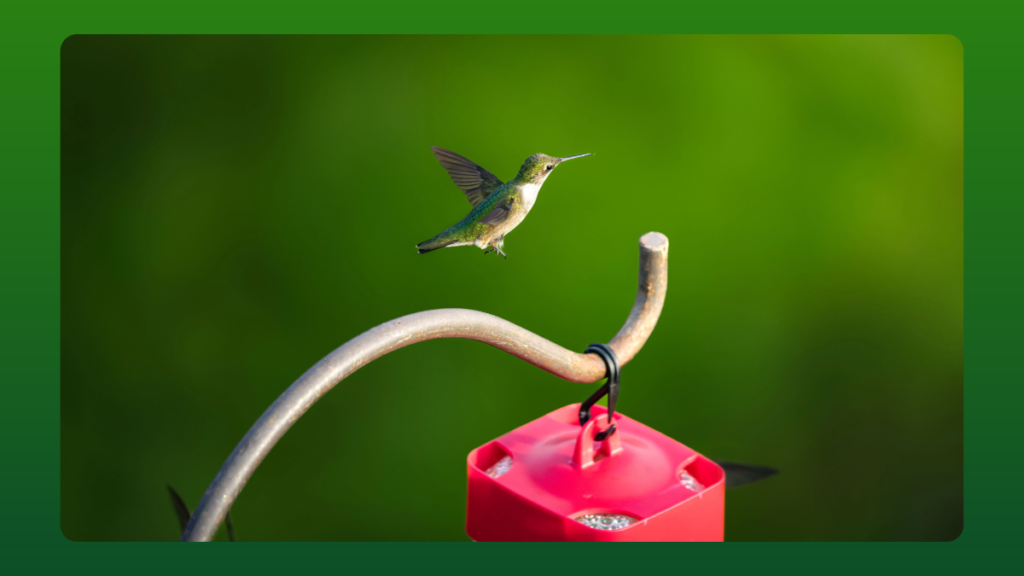 Crystal Beach Texas Humming Bird Stopover For Migration