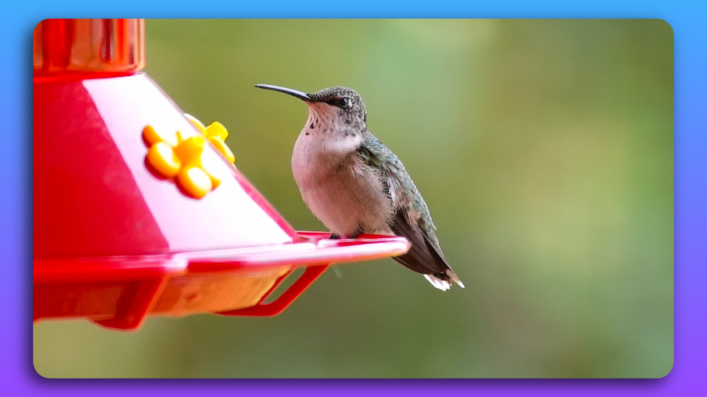 Humming Bird At Feeder Port Bolivar Texas