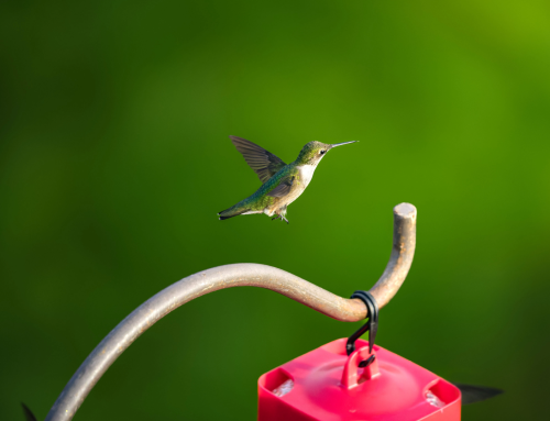 The Great Gulf Crossing: Hummingbird Migration on the Bolivar Peninsula