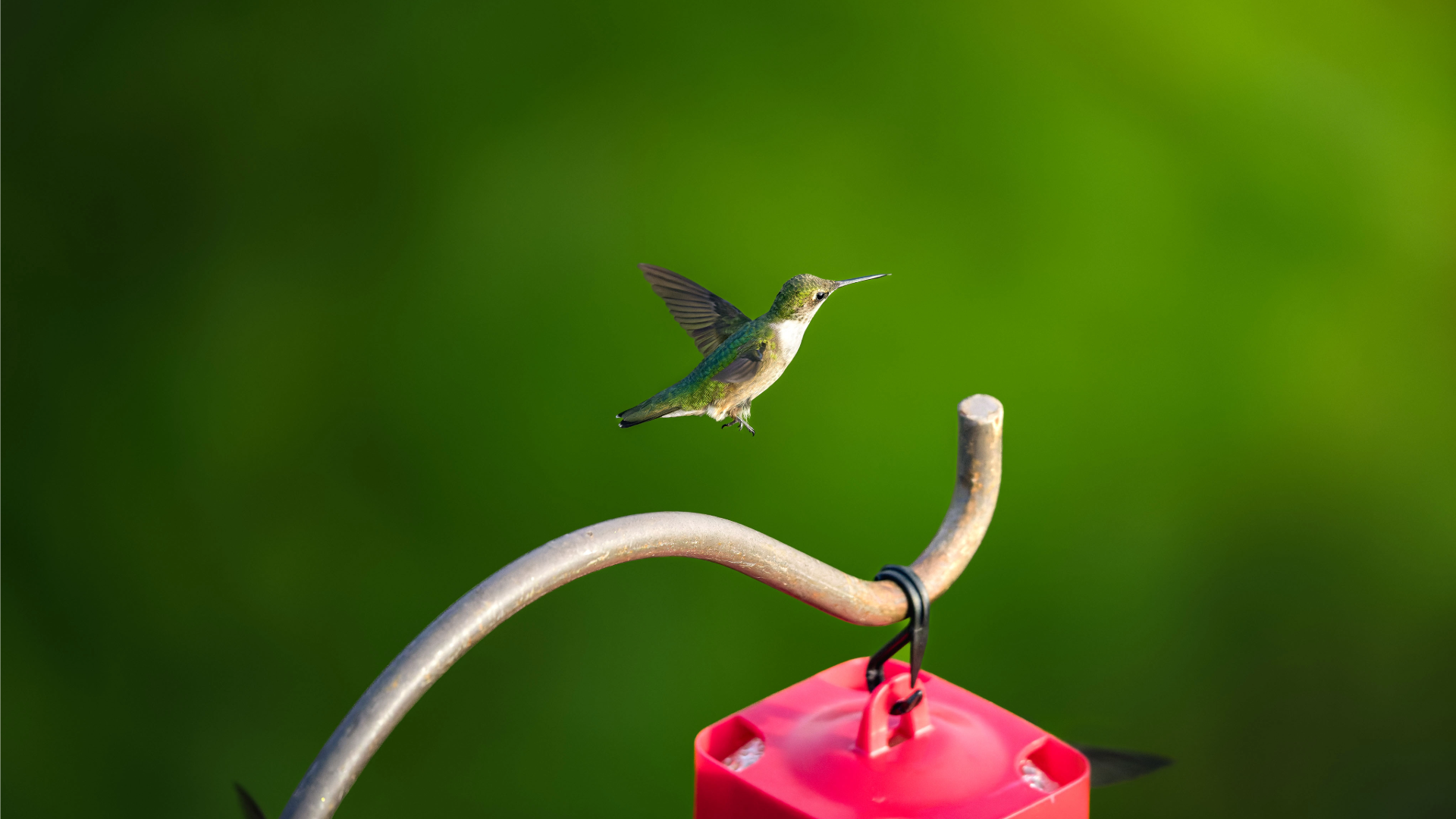 Humming Bird Migration On Bolivar Peninsula